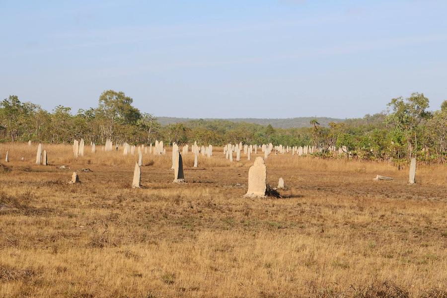 Termite mounds near Darwin