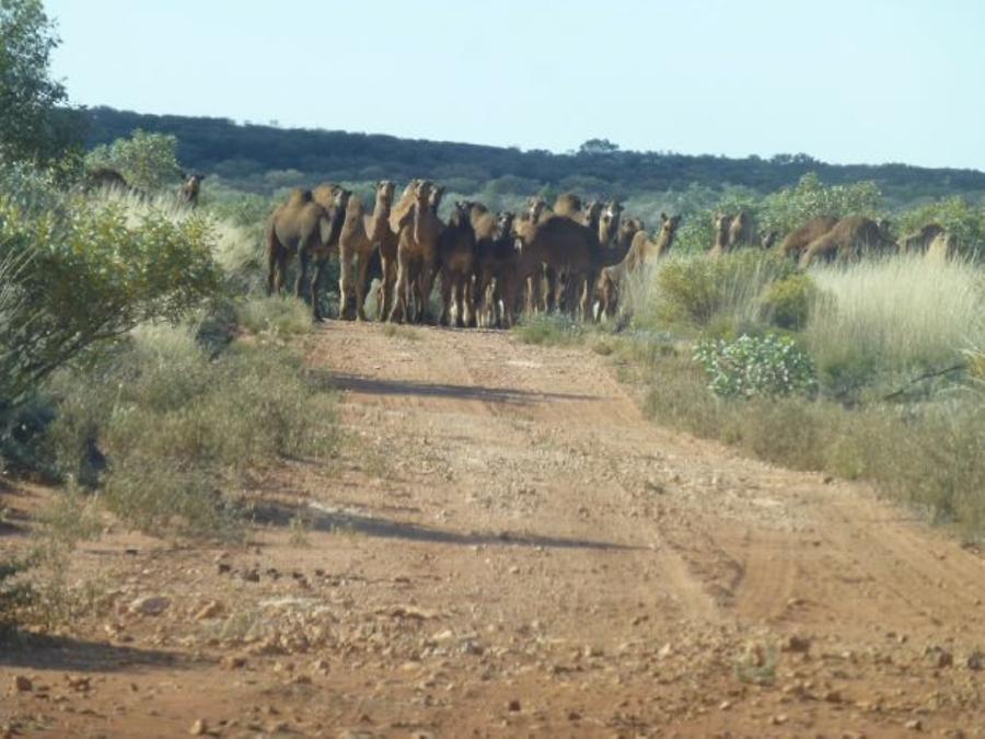 Camels