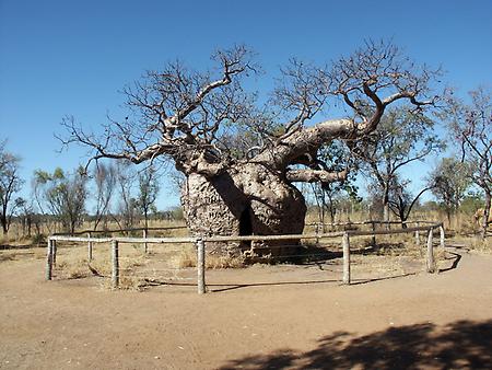 Boab Tree, Foto: source: Wikicommons unter CC 