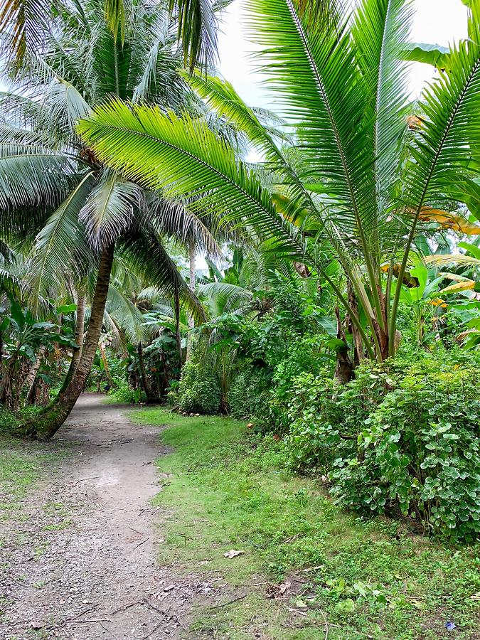 Namonuito Atoll - Ulul; Vegetation