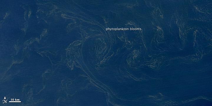 Phytoplankton Mats