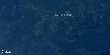 Phytoplankton Mats