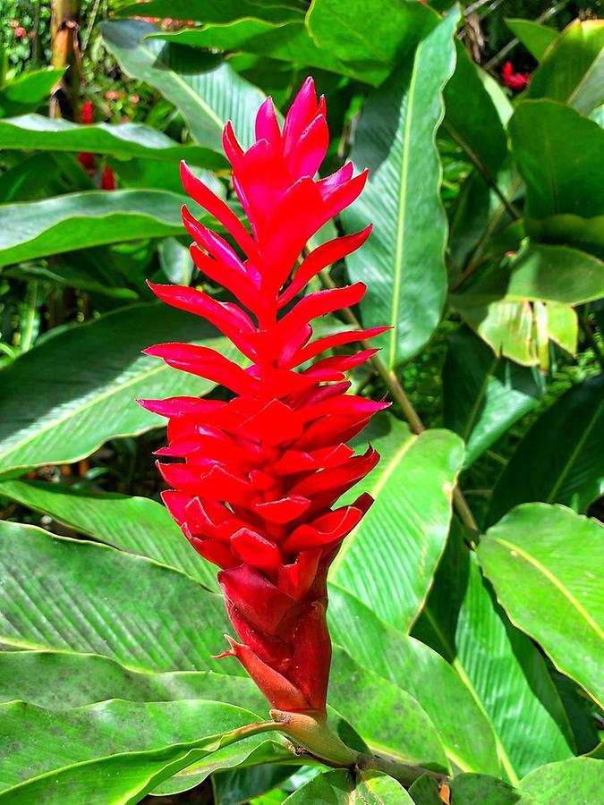 Fiji - Tropical Vegetation