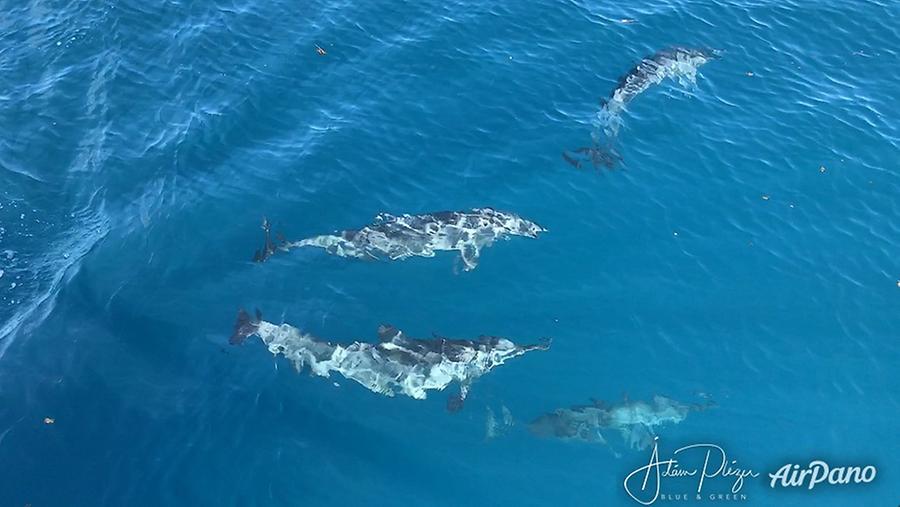 Дельфины, © AirPano 
