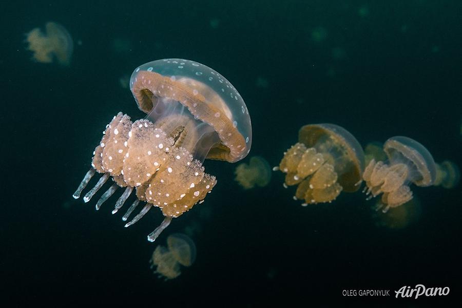 Jellyfish Lake, Palau, © AirPano 