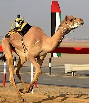 Camel race
