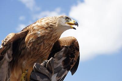 Golden Eagle;, Foto source: PixaBay 