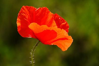 Poppy Flower;, Foto source: PixaBay 