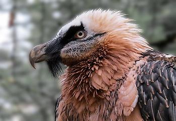 Bearded vulture, Foto source: PixaBay 
