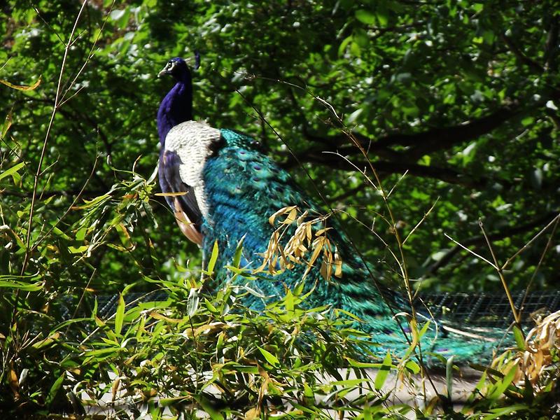 A peacock, Schoenbrunn