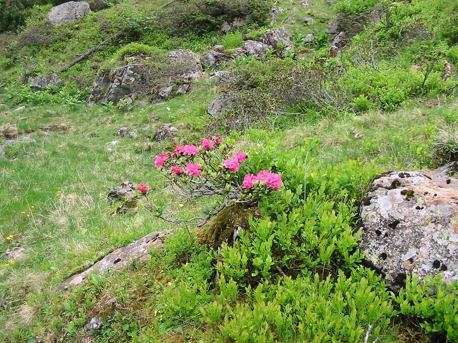 Alpine Rododenron in June, Styria
