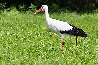 White Stork, Foto source: PixaBay 