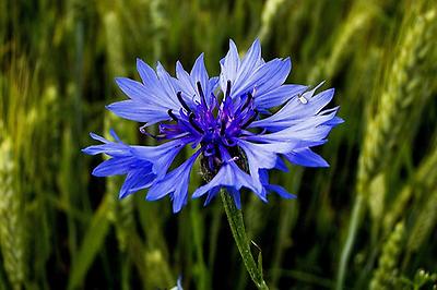 Corn Flower, Foto source: PixaBay 