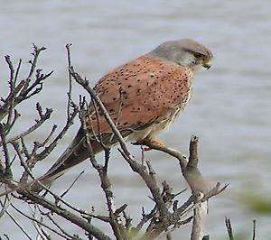 Common kestrel, Foto: source: Wikicommons unter CC 