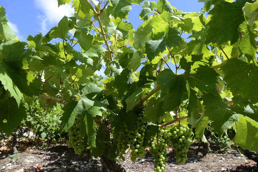 Pelješac - Winegrowing