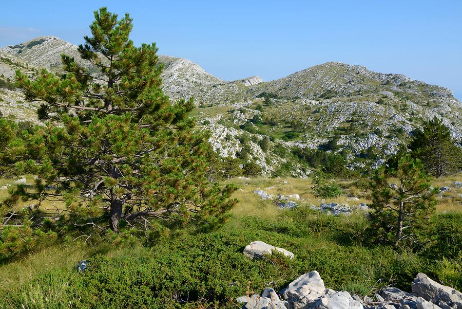 Biokovo Nature Park - Black Pine