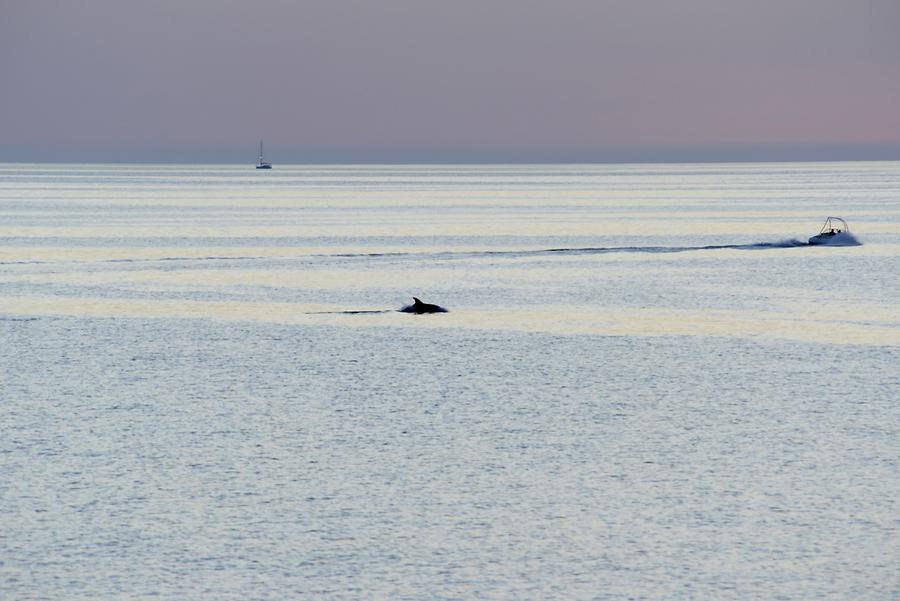 Cape Kamenjak - Dolphin