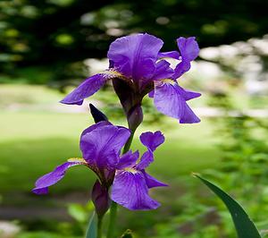 Iris croatica, Foto: source: Wikicommons unter CC 