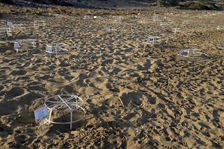 Amoudi Beach - Sea Turtle Nesting (1)