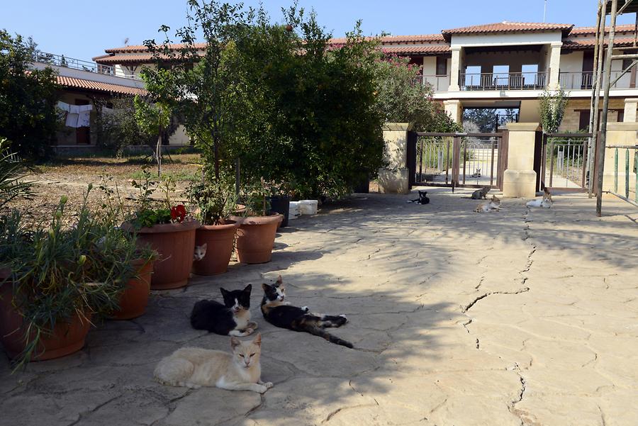 Agios Nikolaos ton Gaton Convent - Cats