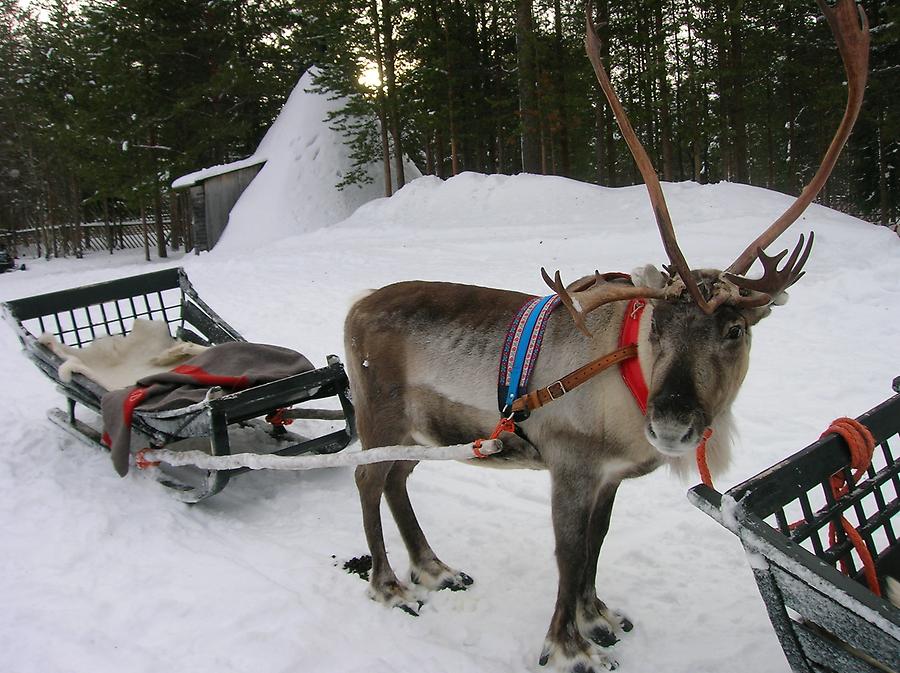 Reindeer