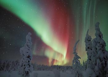 Northern Lights in Snowy Forest in Finland