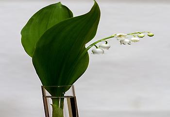Lily of the valley, Foto source: PixaBay 
