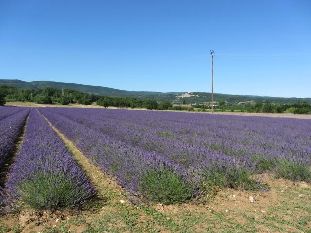 Fields near Roussillon