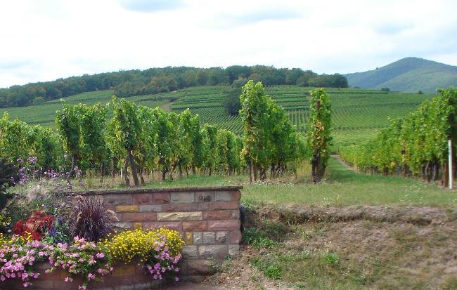 Alsatian Wine Route (2)