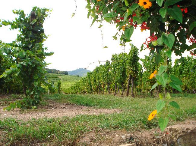 Vineyards along the Alsatian Route
