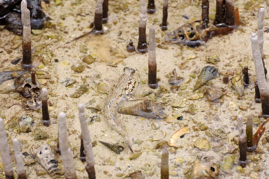 Mudskipper