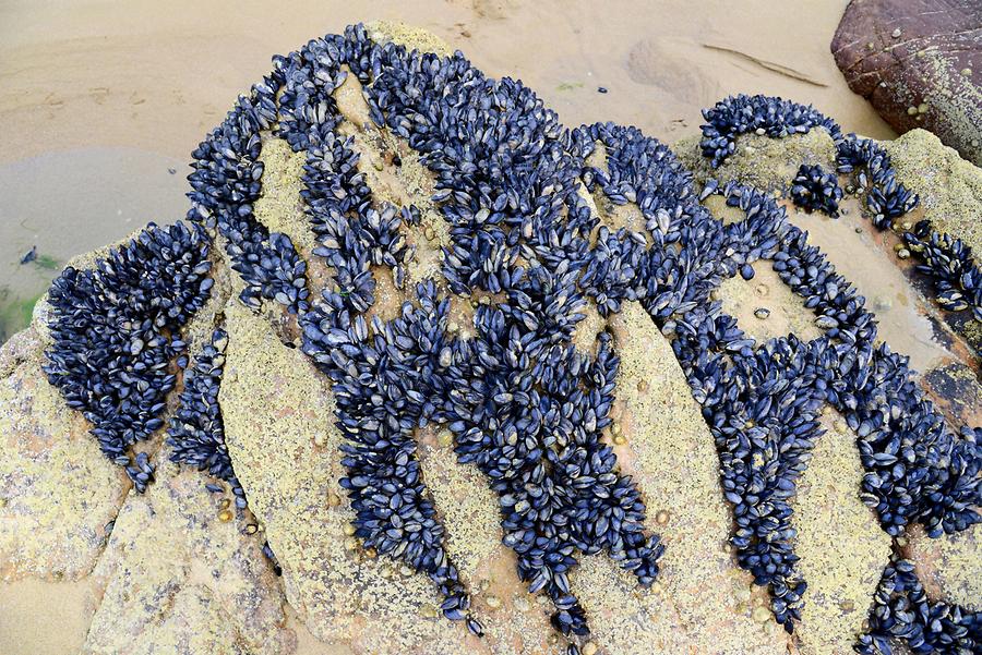 Cap Frehel - Sea Mussels