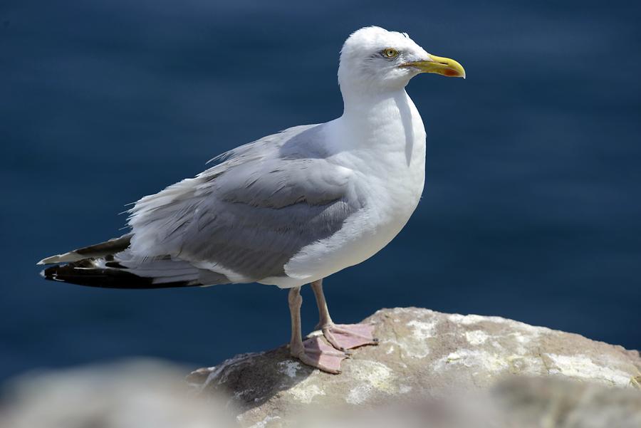 Cap Frehel - Seagull