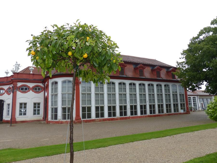 Castle Seehof - Orangery with orange trees