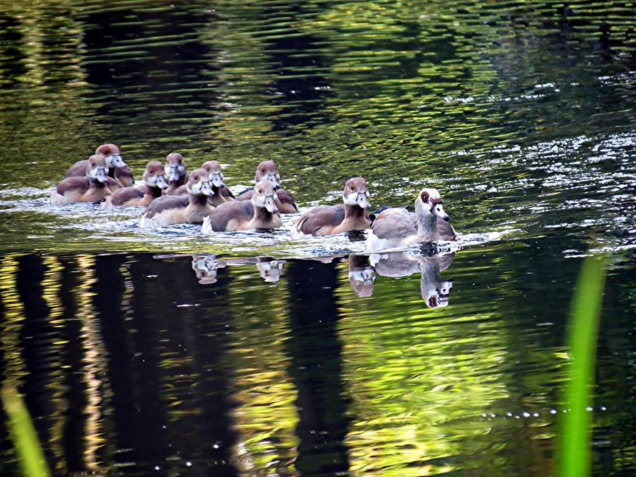 Schwetzingen - Castle Garden; Ducks