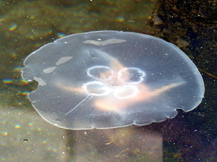 Eckernförde - Jellyfish