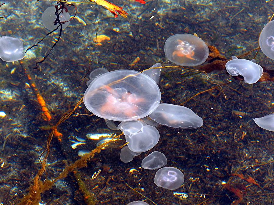 Eckernförde - Jellyfish in the Harbour
