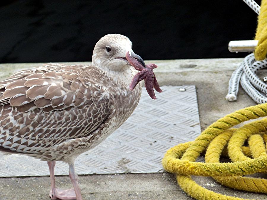 Flensburg - Harbour; Seagull eating Starfish