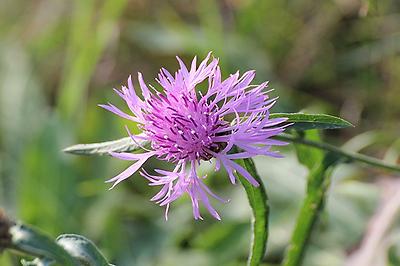 Knapweed, Foto source: PixaBay 