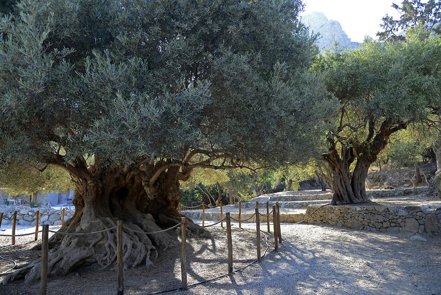 Kavousi - Olive Tree
