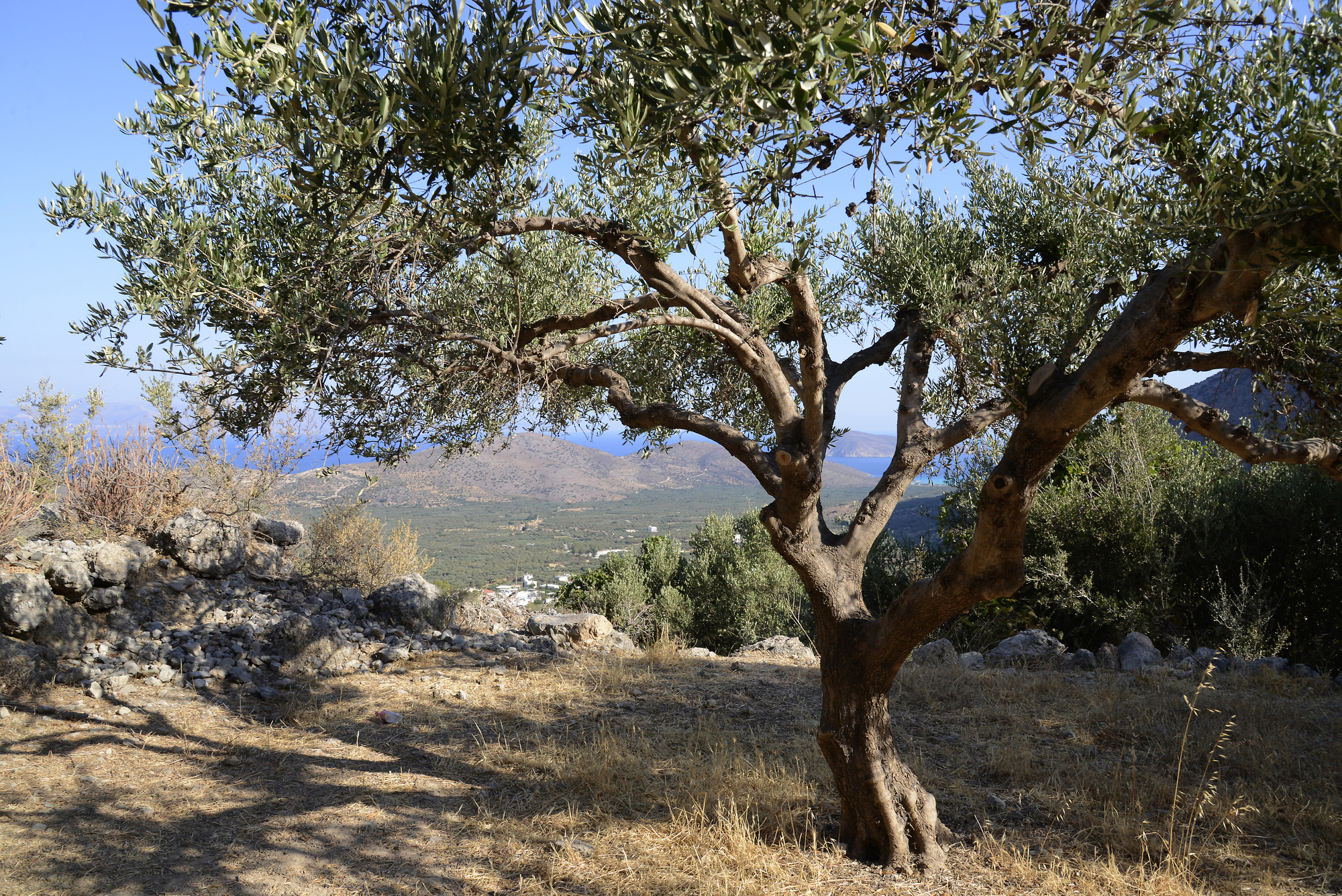 Olive Tree (1) | Elounda | Pictures | Greece in Global-Geography