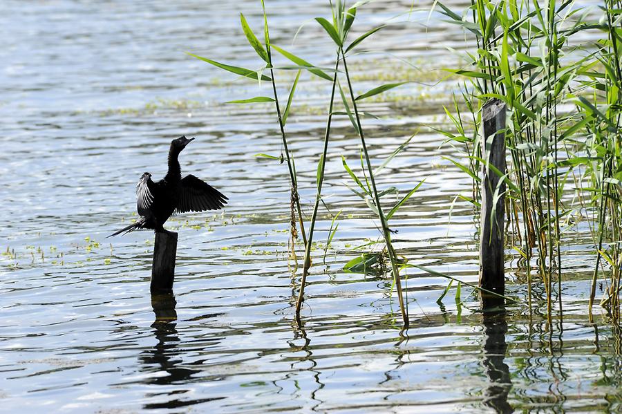 Heron at Prespa Lake