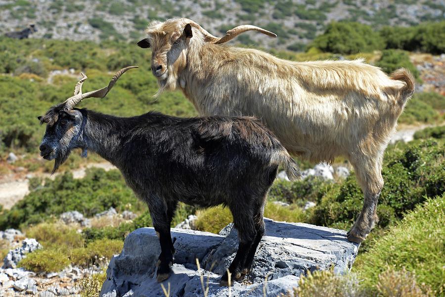 Goats in Geraki