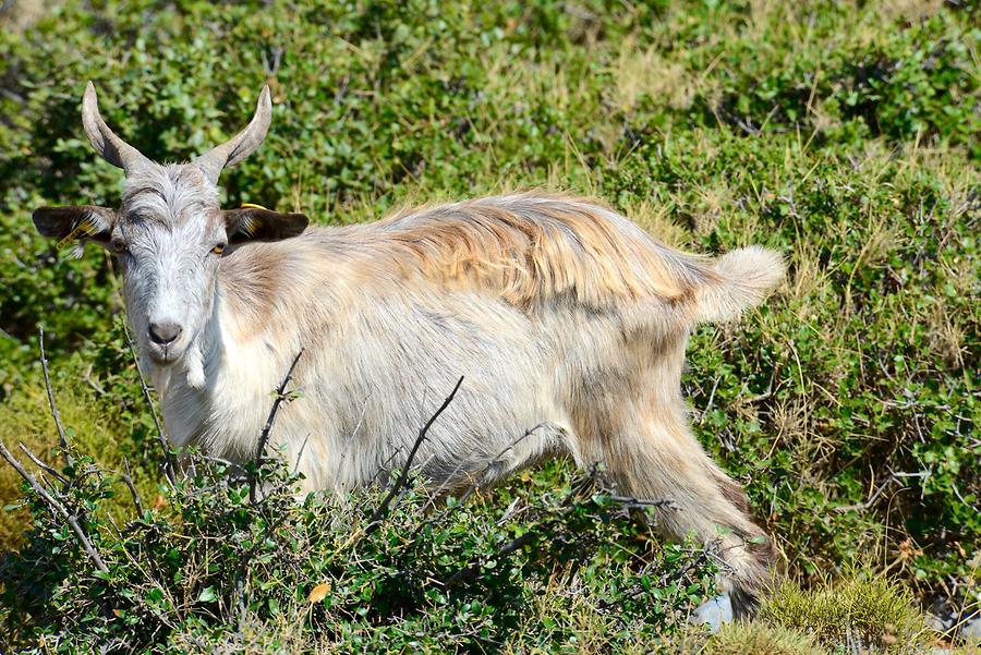 Goats in Geraki