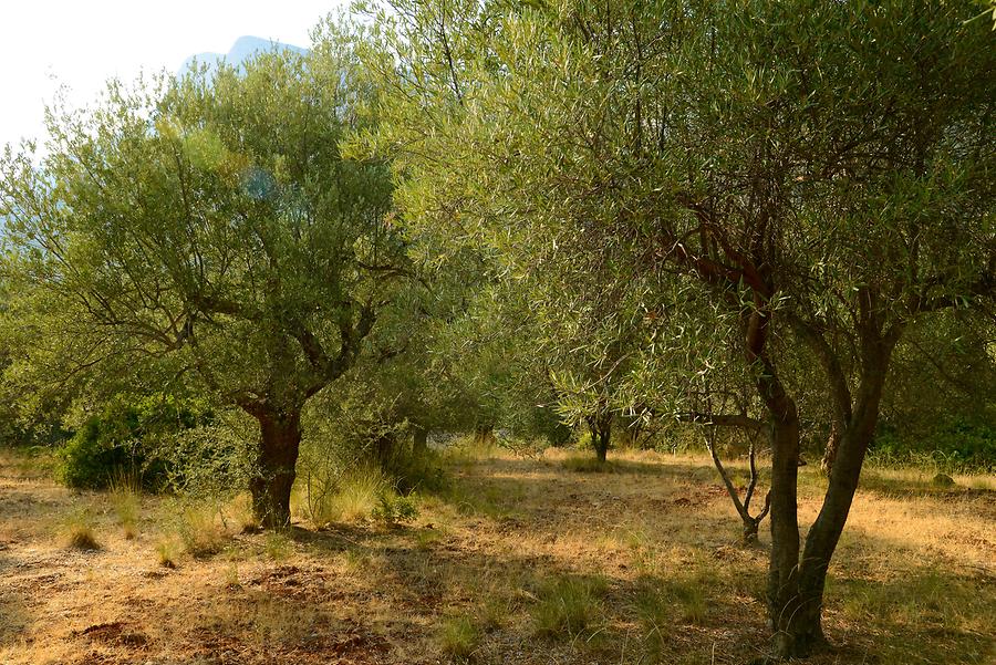 Olive Trees in Leonidion
