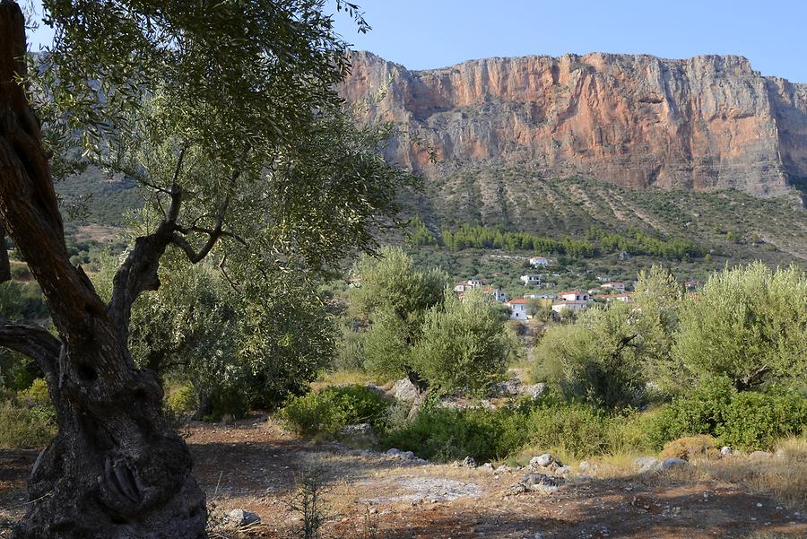 Olive Trees in Leonidion