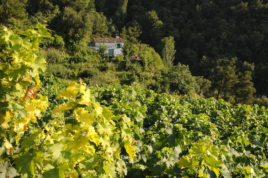Vineyards near Manolates