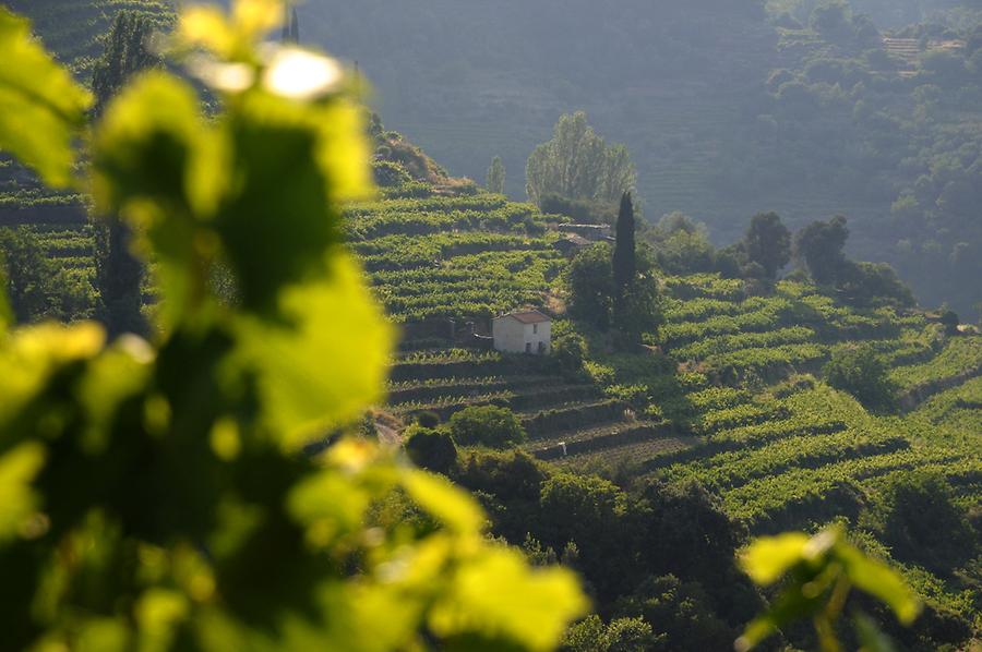 Vineyards near Manolates