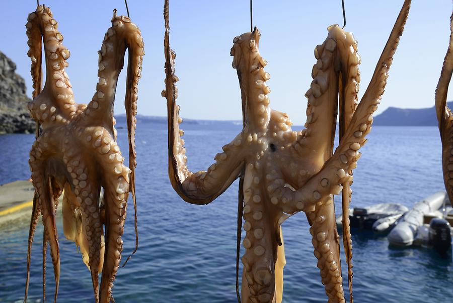 Ammoudi Bay - Squids