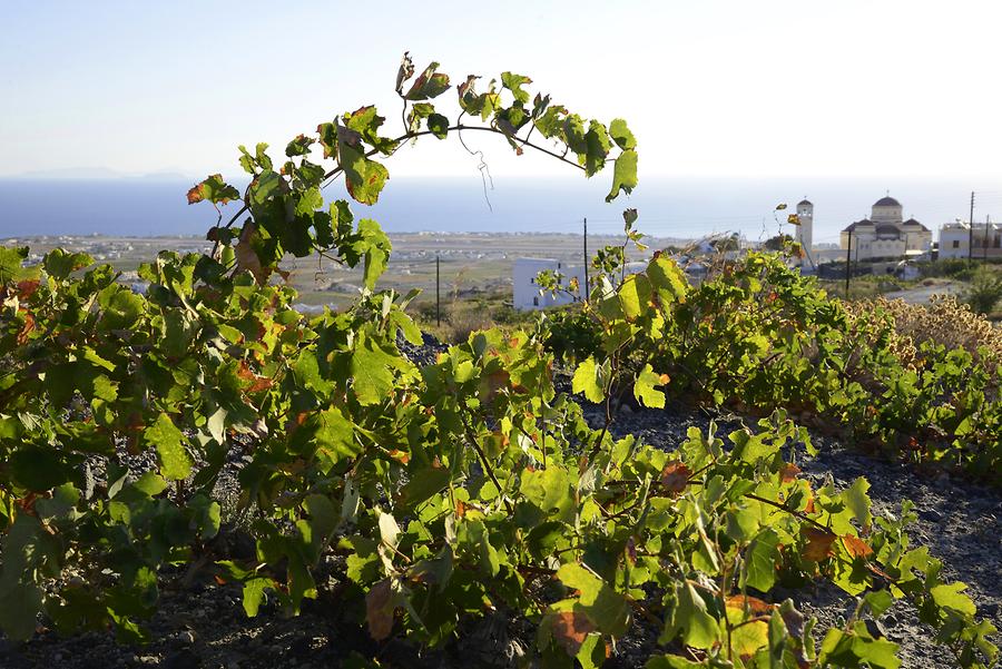 Vineyard near Mesa Gonia